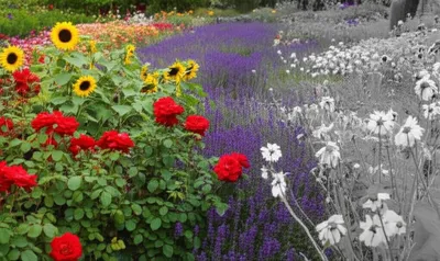 Illustration bleached - Image 1