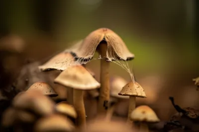 Illustration veils - Image 1