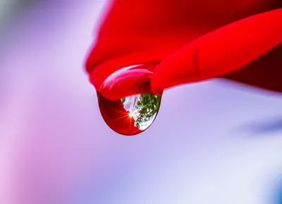 Illustration exquisite - Image 1