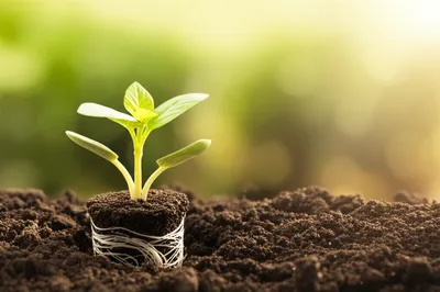 Illustration initialized - Image 1