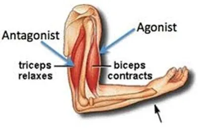 Illustration antagonist - Image 2
