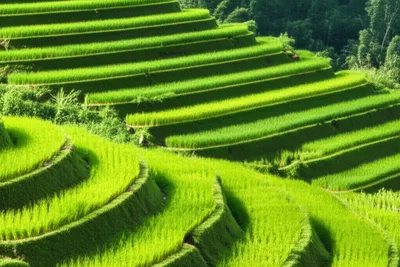 Illustration shelved - Image 1