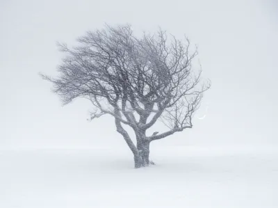 Illustration withstood - Image 1