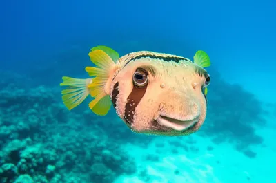 Illustration puffer - Image 1