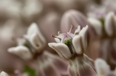 Illustration horn - Image 1