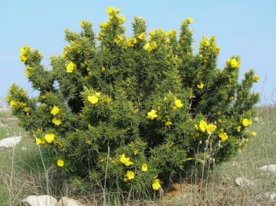 Illustration gorse - Image 1