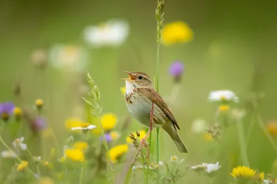 Illustration meadowlark
