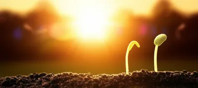 Illustration soon - Image 1