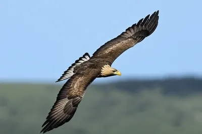 Illustration plane - Image 1