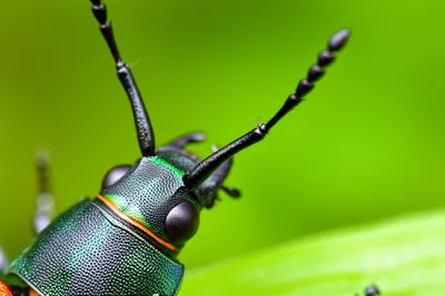 Illustration antennas - Image 1