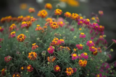 Illustration flour - Image 1