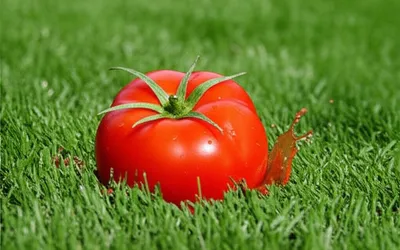 Illustration plunks - Image 1