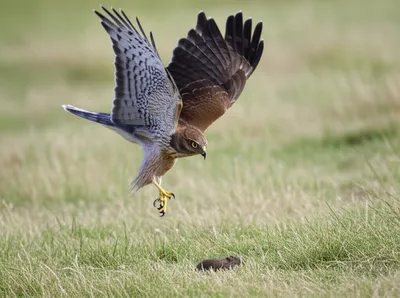 Illustration swooped - Image 1