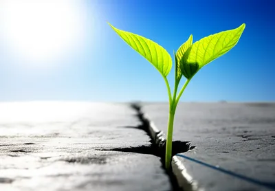 Illustration optimise - Image 1