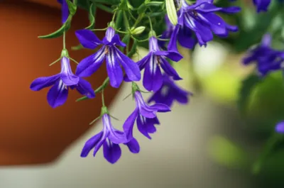 Illustration lobelia - Image 1