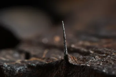 Illustration whisker - Image 1