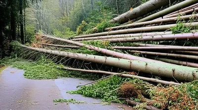 Illustration choked - Image 1