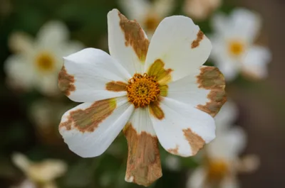 Illustration discoloured - Image 1