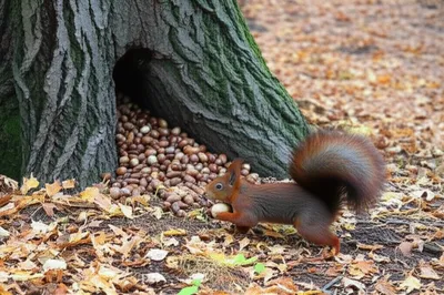 Illustration carried - Image 1