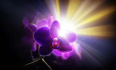 Illustration blazed - Image 1