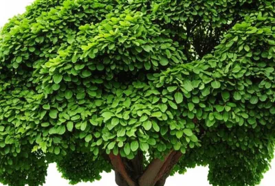 Illustration apron - Image 1