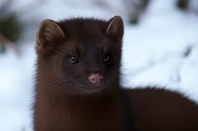 Illustration sable - Image 1