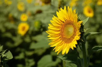 Illustration coy - Image 1