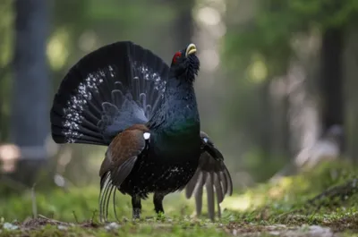 Illustration caper - Image 1