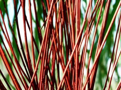 Illustration osiers - Image 1