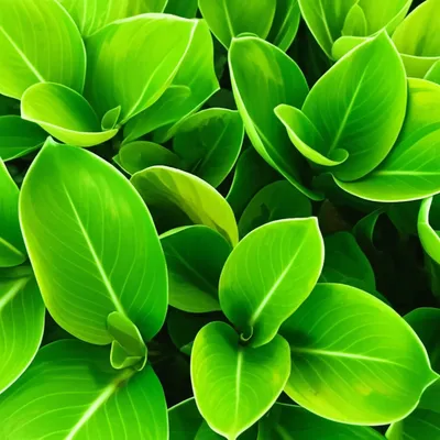 Illustration thick - Image 1