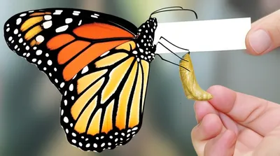 Illustration renames - Image 1