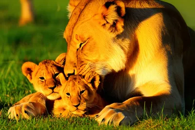 Illustration wards - Image 1