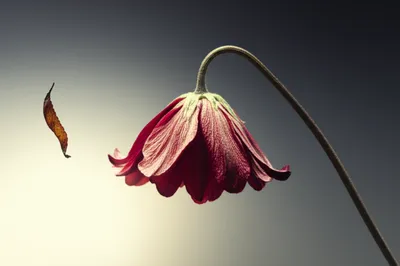 Illustration dying - Image 1