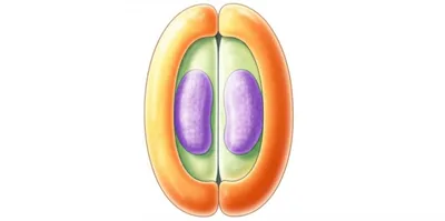Illustration fissiparous - Image 1