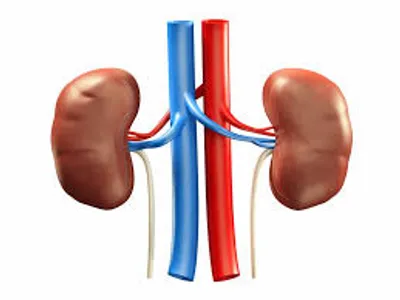 Illustration kidney - Image 2