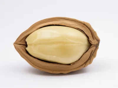 Illustration nut - Image 1