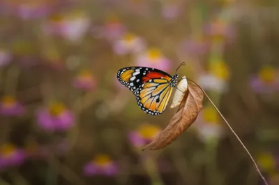 Illustration ceasing - Image 1