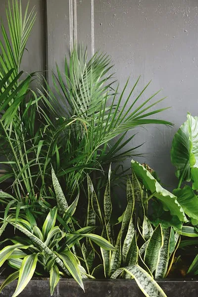 Illustration houseplant - Image 2