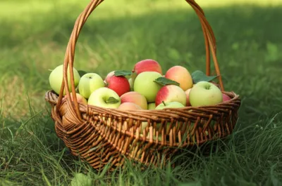 Illustration scuttle - Image 1