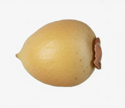 Illustration seed - Image 1