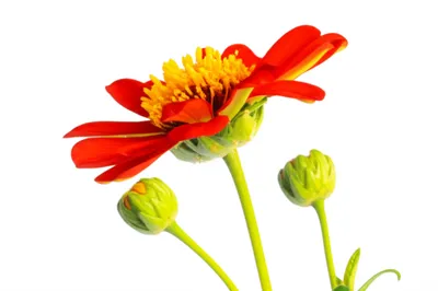 Illustration twines - Image 1