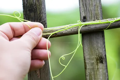 Illustration twists - Image 1