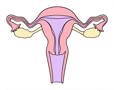 Illustration cervix - Image 1