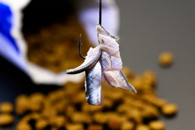 Illustration sliver - Image 1