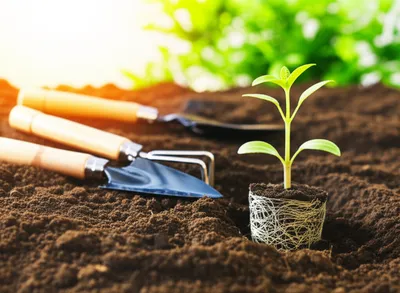 Illustration preparative