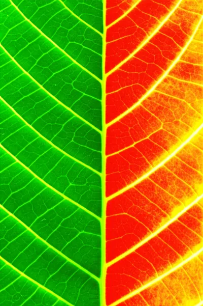 Illustration chameleon - Image 1