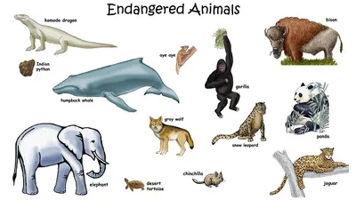 Illustration endangered - Image 2