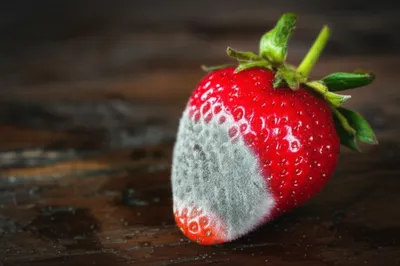 Illustration moulder - Image 1