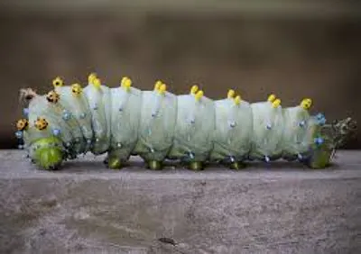 Illustration larvae - Image 2