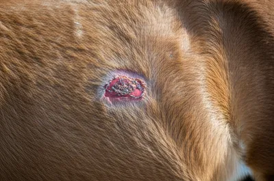 Illustration gall - Image 1